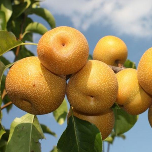 Korean Giant Asian Pear