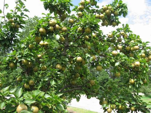 Korean Giant Asian Pear