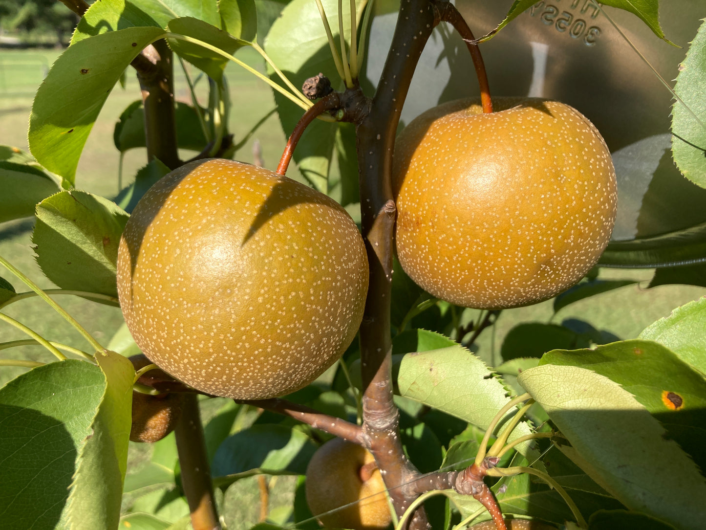 Korean Giant Asian Pear