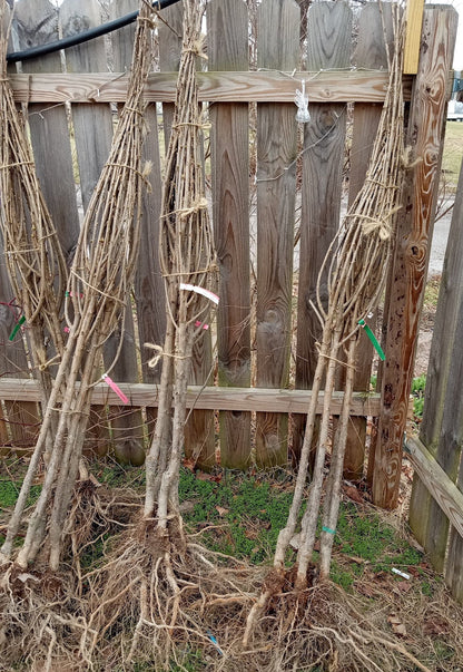 Lapin Cherry – Dwarf