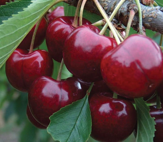 Lapins Cherry (Prunus avium) – Dwarf