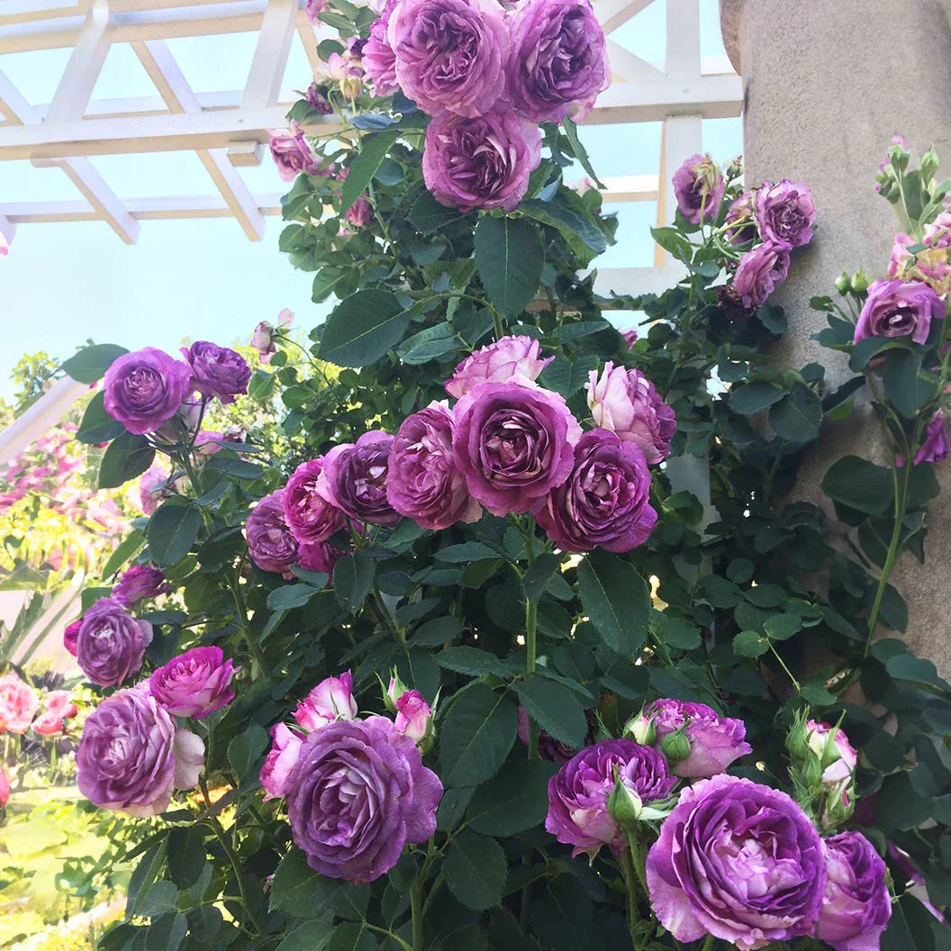 lavender rose tree Lavender Crush Climbing Rose