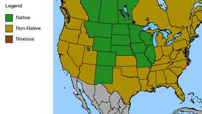 Meadow Blazing Star Plant - Liatris ligulistylis - 2" Plug