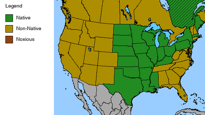 Prairie Blazing Star Plant - Liatris pycnostachya - 2" Plug