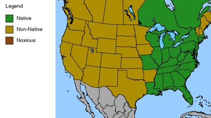 Dense Blazing Star Plant - Liatris spicata - 2" Plug