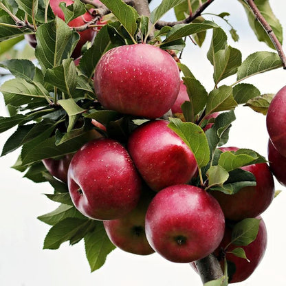 Liberty Apple (Malus domestica ‘Liberty’) – Semi-Dwarf