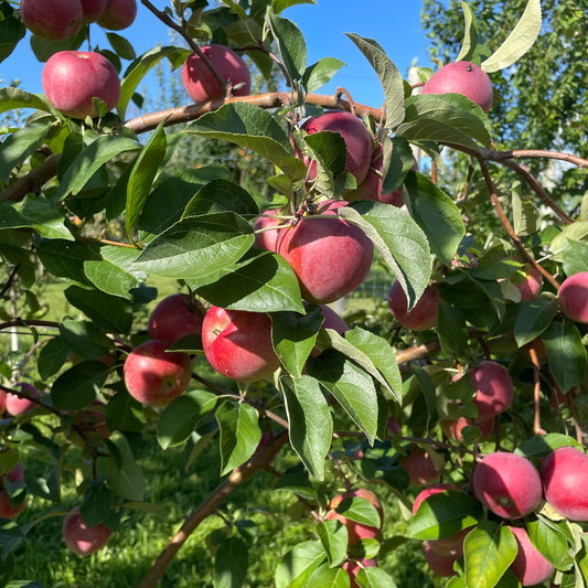 Liberty Apple (Malus domestica ‘Liberty’) – Semi-Dwarf