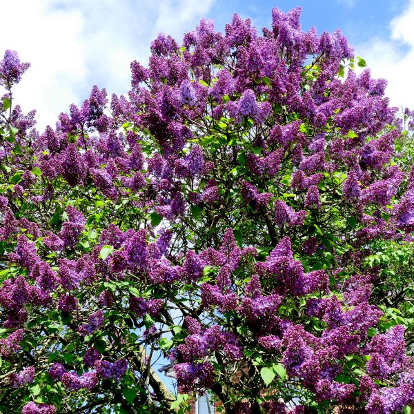 Common Purple Lilac (Syringa vulgaris)