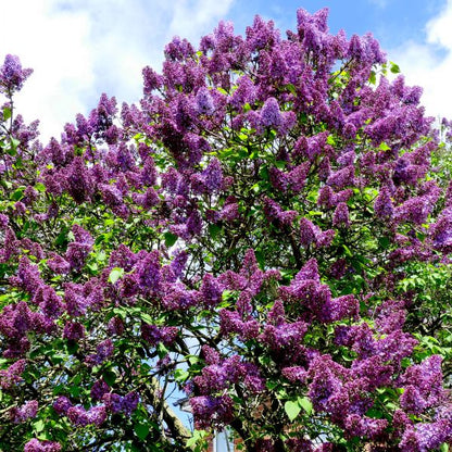 Common Purple Lilac (Syringa vulgaris)