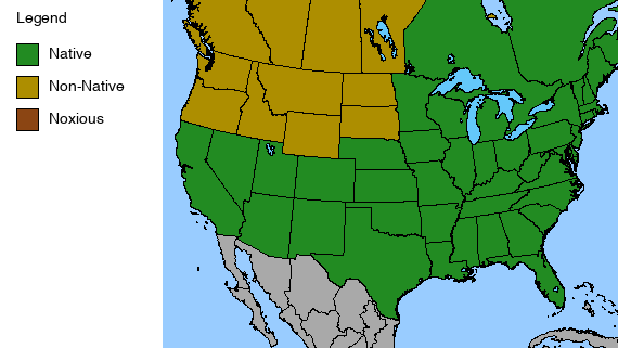 Cardinal Flower Plant - Lobelia cardinalis - 2" Plug