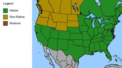 Cardinal Flower Plant - Lobelia cardinalis - 2" Plug