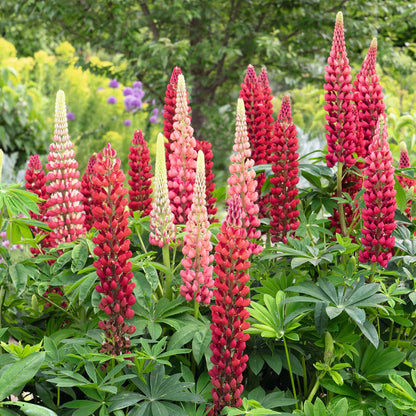 Red Lupine Plant - Lupinus spp - 2" Plug