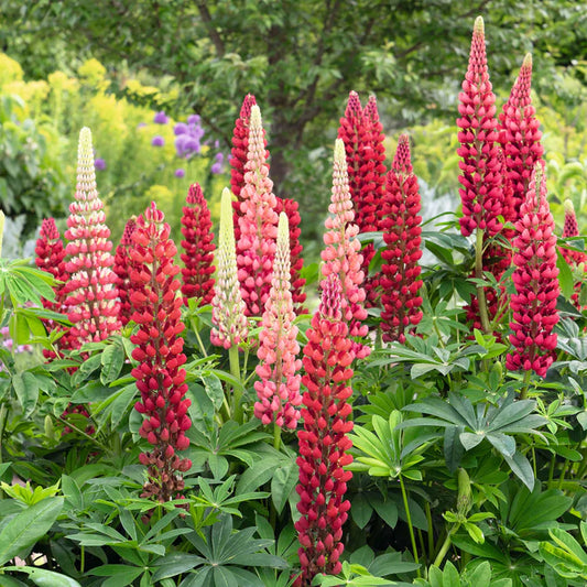 Red Lupine Plant - Lupinus spp - 2" Plug