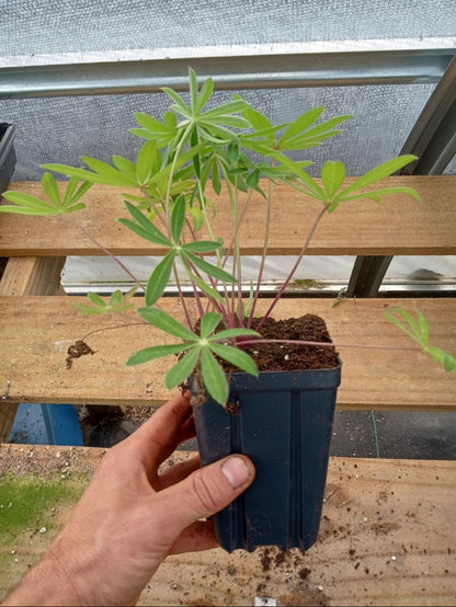 Red Lupine Plant - Lupinus spp - 3.5" Pot