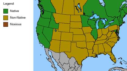 The Governor Lupine - Lupinus polyphyllus - 2" Plug