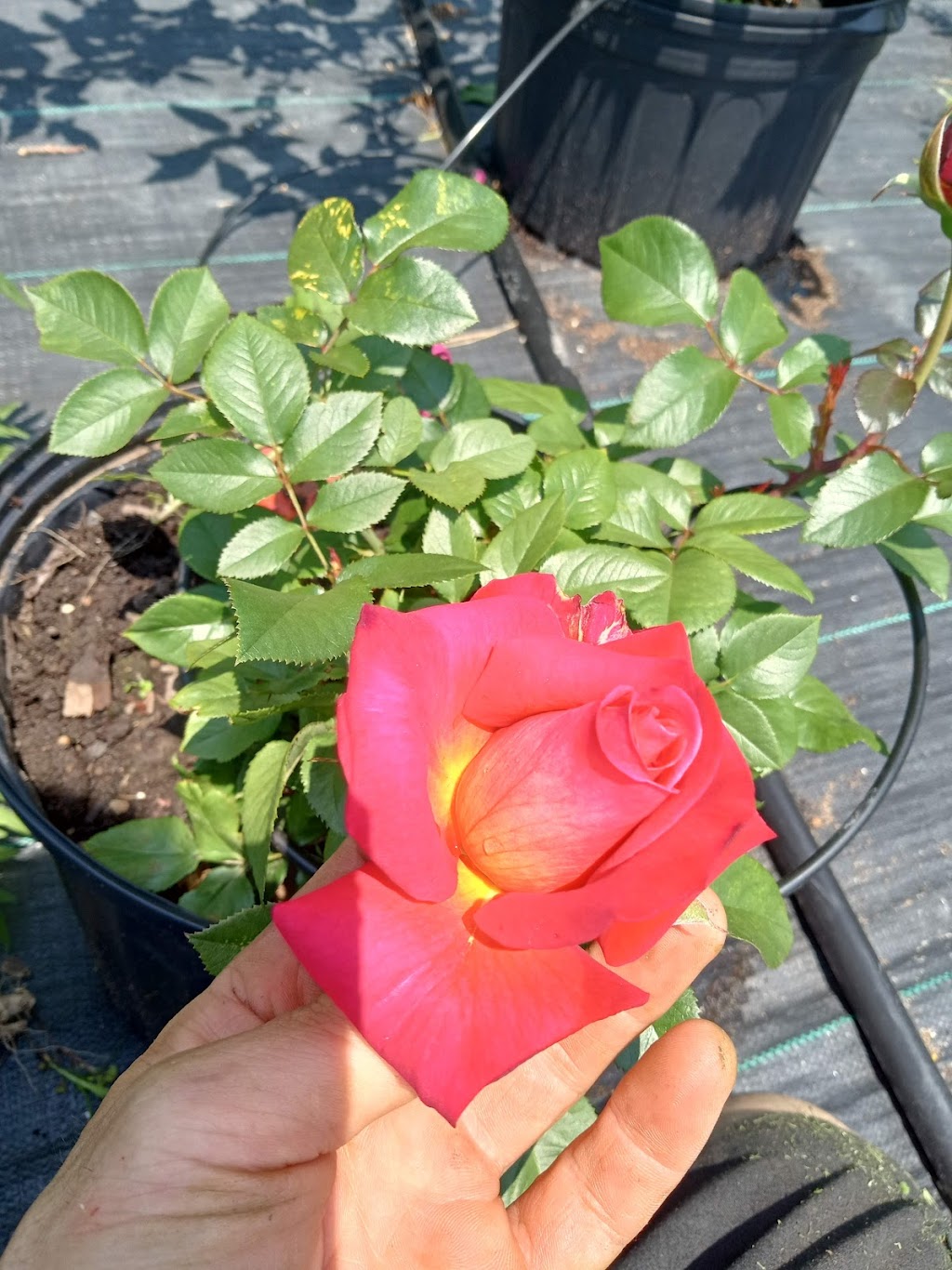 Compact Hardy Roses Mikado - Hardy Rose Plant – Zuba Plants