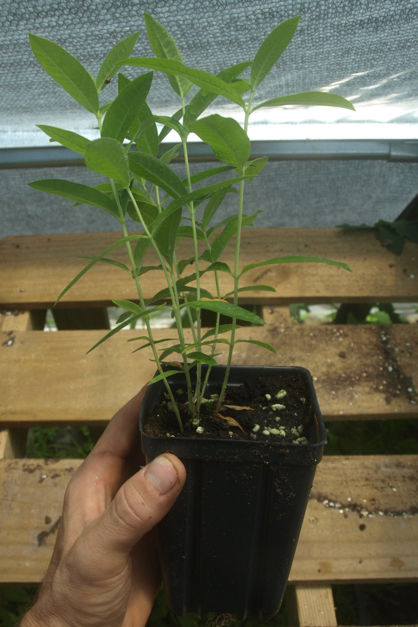 Common Milkweed Plant - Asclepias syriaca - 3.5" Pot