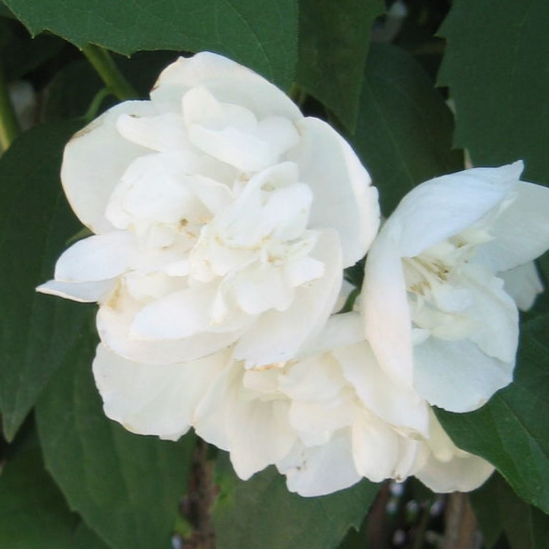Minn Snowflake Mock Orange