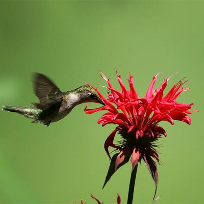 Red Bee Balm Native Plant - Monarda didyma - 2" Plug