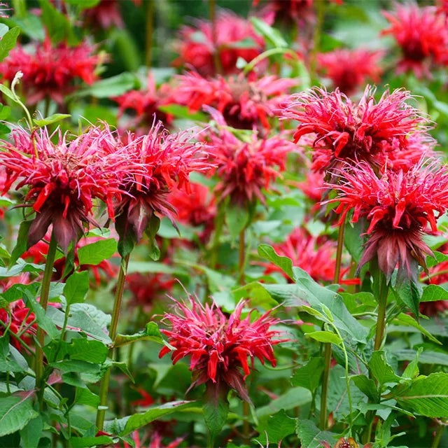 Red Bee Balm Native Plant - Monarda didyma - 2" Plug