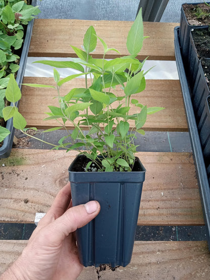 Bradbury's Bee Balm Plant - Monarda bradburiana - 3.5" Pot