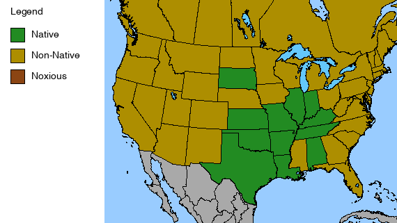 Bradbury's Bee Balm Plant - Monarda bradburiana - 2" Plug