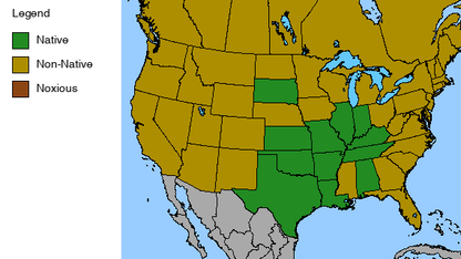 Bradbury's Bee Balm Plant - Monarda bradburiana - 2" Plug