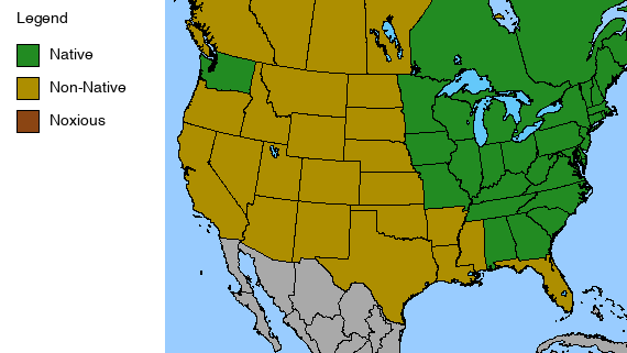 Red Bee Balm Native Plant - Monarda didyma - 2" Plug