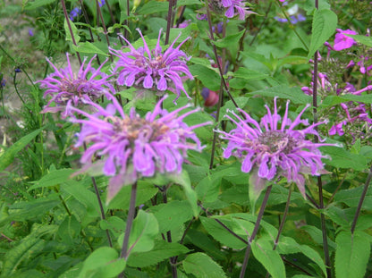 Bradbury's Bee Balm Plant - Monarda bradburiana - 3.5" Pot