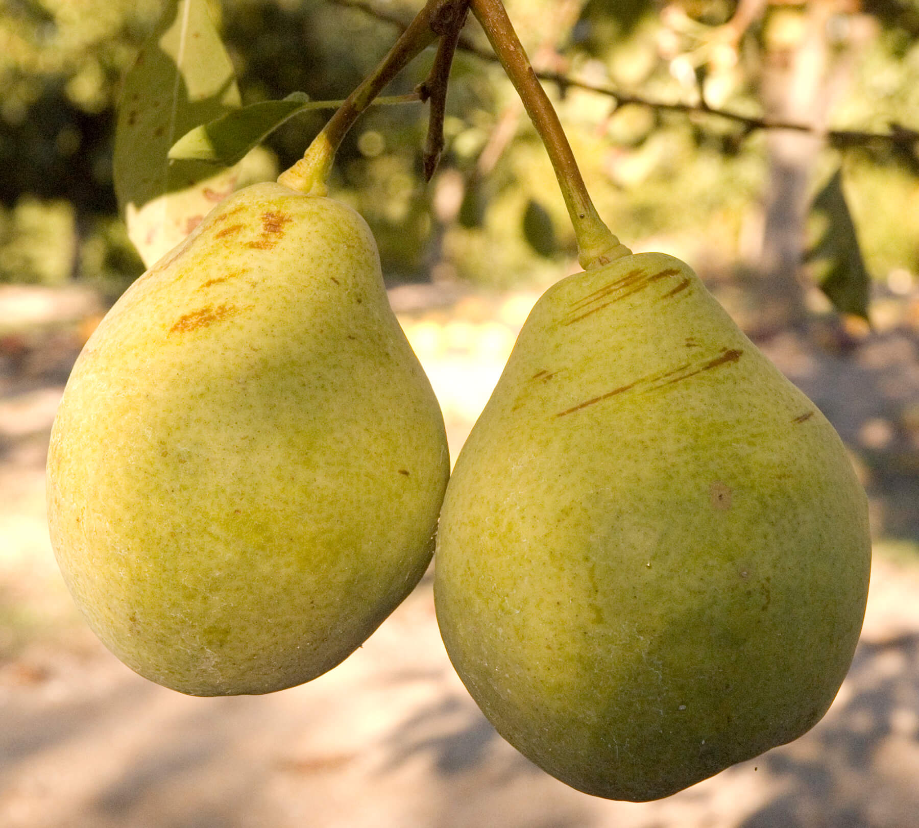 Moon Glow Pear – Semi-Dwarf