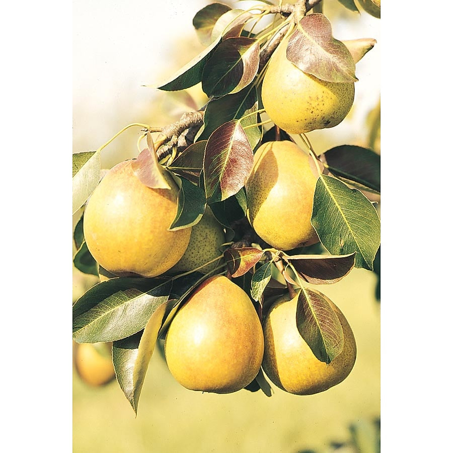 Moon Glow Pear – Semi-Dwarf