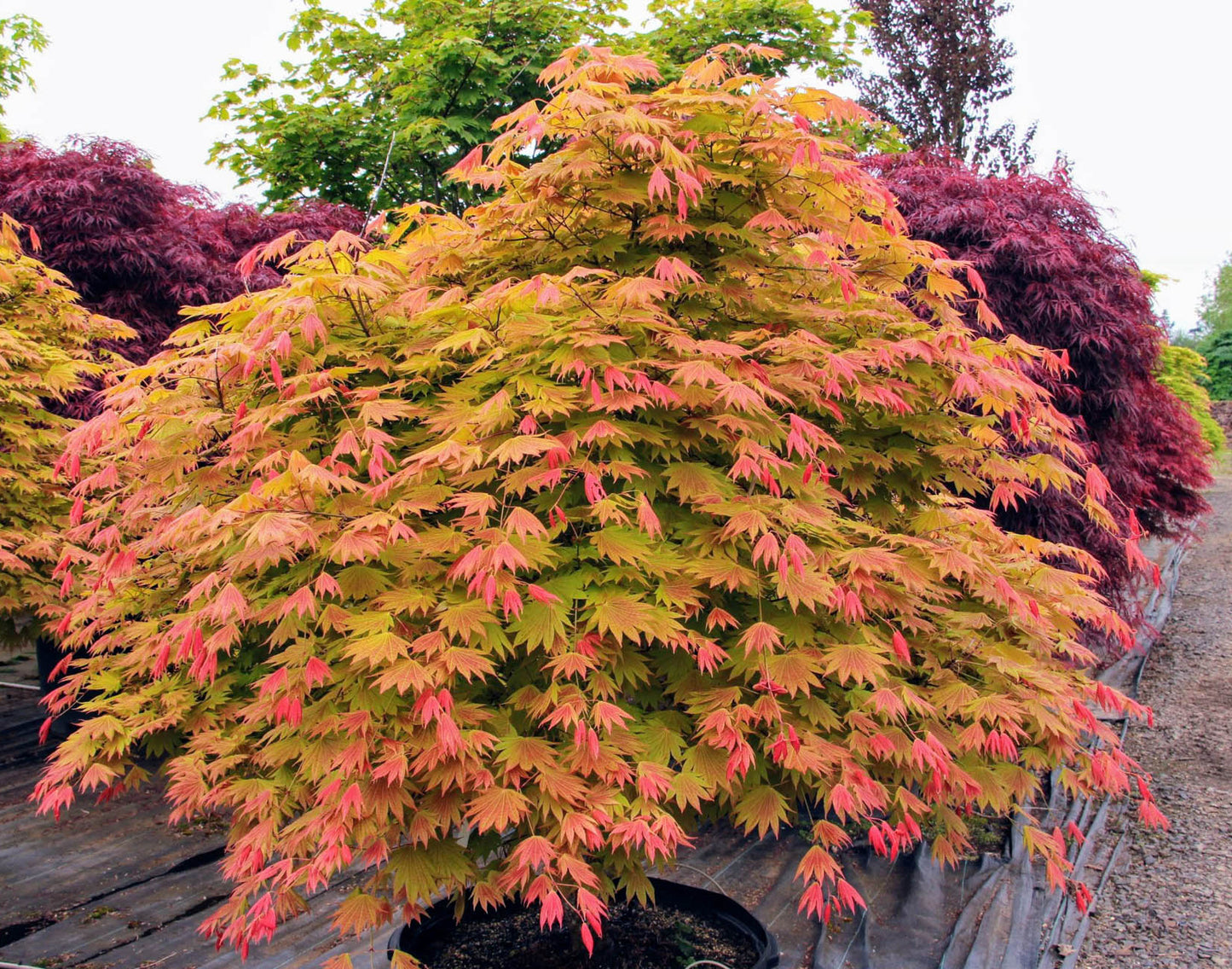 Moonrise Shirasawa Maple