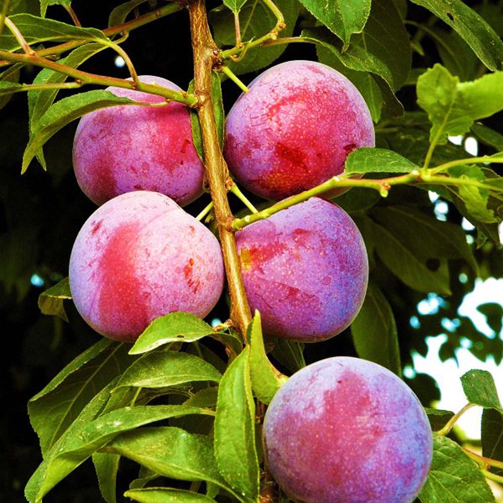 Nadia Plum – Semi-Dwarf
