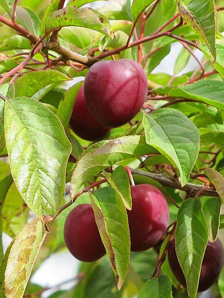Nadia Plum – Semi-Dwarf