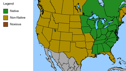 Large-flowered Gaura Plant - Gaura longiflora - 2" Plug