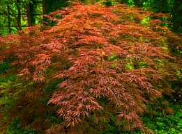 Japanese Maple Orangeola (Acer p. dissectum) - Branched