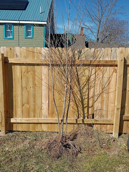 Paper Birch clump form