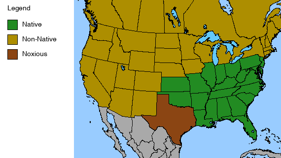 Purple Passion Flower Plant - Passiflora incarnata - 2" Plug