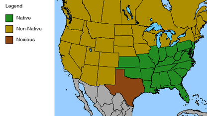 Purple Passion Flower Plant - Passiflora incarnata - 2" Plug