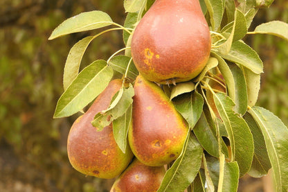 Gold Spice Pear (Pyrus) – HUGE - Disease Resistant Semi-Dwarf