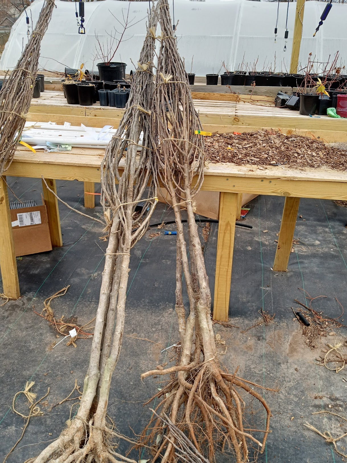 Gold Spice Pear (Pyrus) – HUGE - Disease Resistant Semi-Dwarf