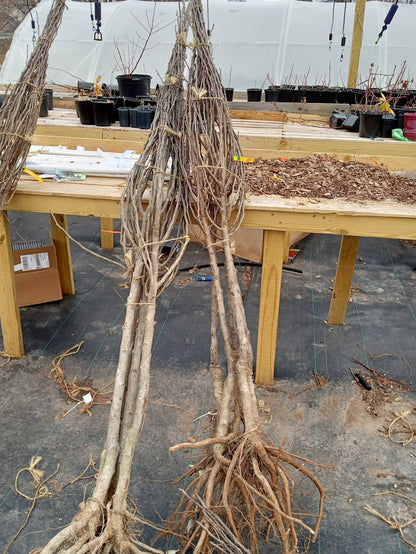 Gold Spice Pear (Pyrus) – HUGE - Disease Resistant Semi-Dwarf