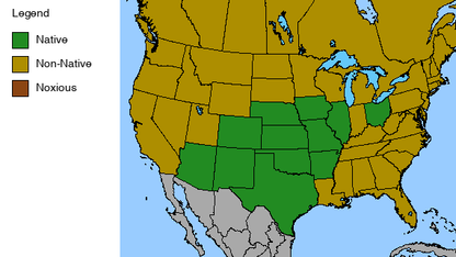 Showy Beardtongue Plant - Penstemon cobaea - 2" Plug