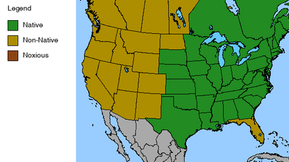 Foxglove Beardtongue Plant - Penstemon digitalis - 2" Plug