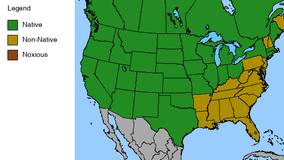 Rocky Mountain Bee. Annual Plant - Cleome serrulata - 2" Plug