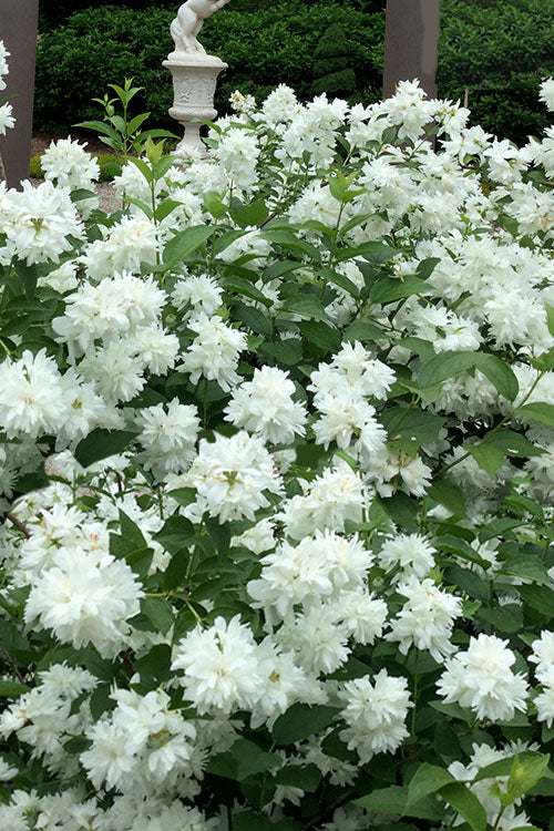 Minn Snowflake Mock Orange