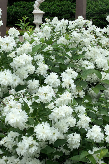 Minn Snowflake Mock Orange