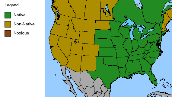 Wild Blue Phlox Plant - Phlox divaricata - 2" Plug