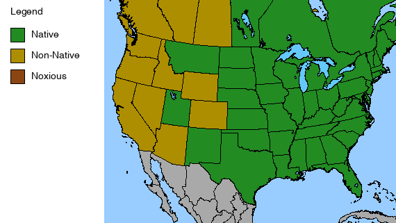 Obedient Plant - Physostegia virginiana - 2" Plug