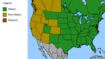 Obedient Plant - Physostegia virginiana - 2" Plug